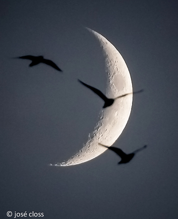 Moon Birds - Jose Closs 